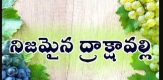 Nijamaina Drakshavalli Neeve Song Lyrics