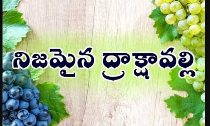 Nijamaina Drakshavalli Neeve Song Lyrics